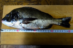 番外３/釣り好き専用です！