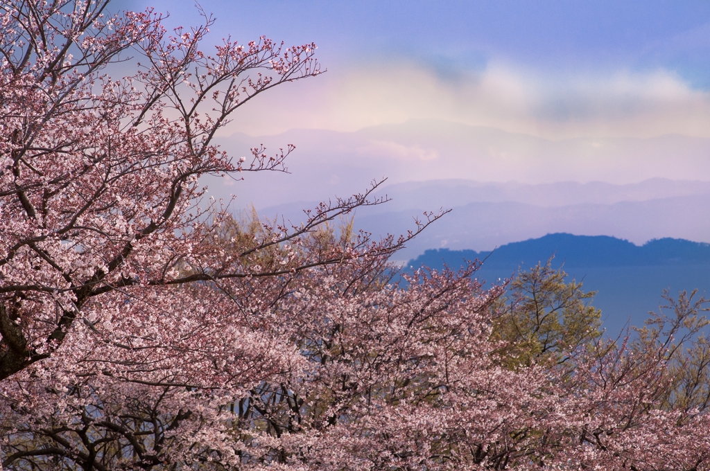 写真句/花・草木