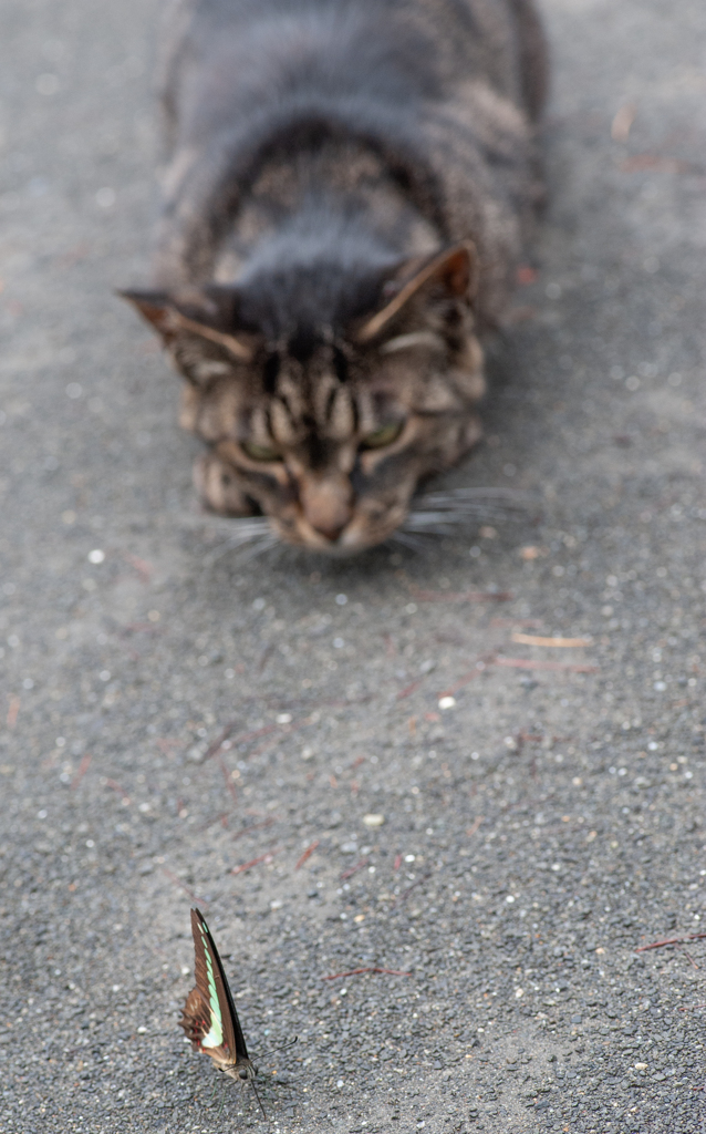 3枚組・1 / 猫食べちゃった！