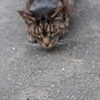 3枚組・1 / 猫食べちゃった！