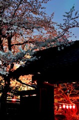 横浜/ご近所の夜桜