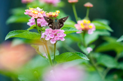 花蝶一体/(新)◆花・草木＋α