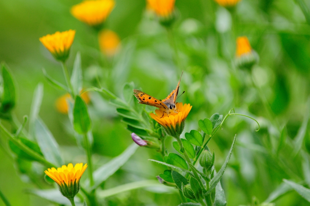 ベニシジミ！/花・草木+α
