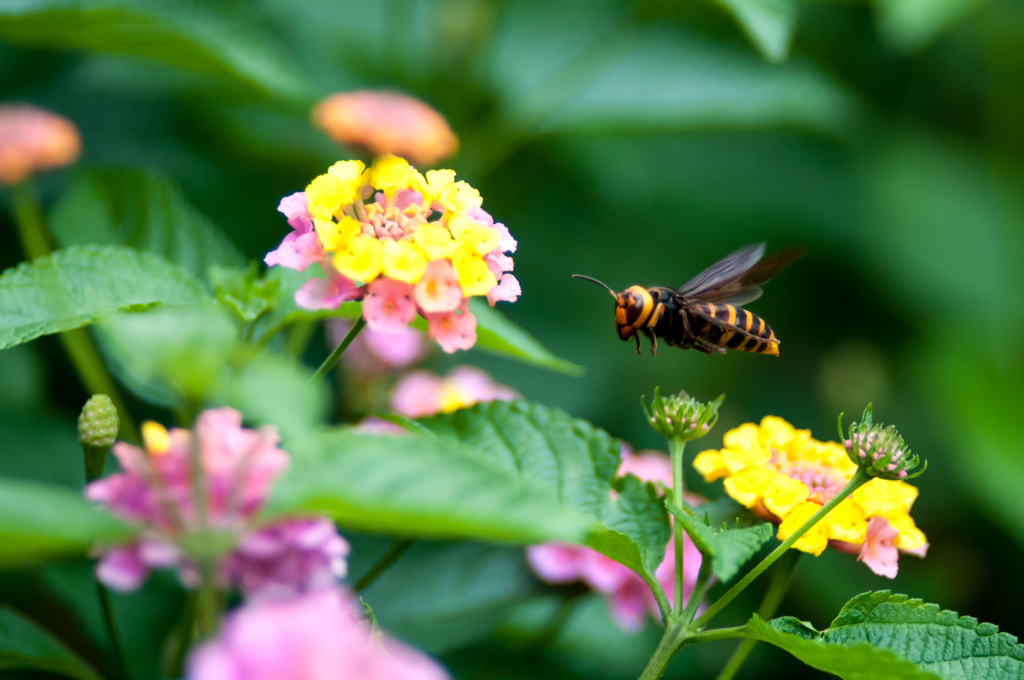 これも来ます！/(新)◆花・草木＋α