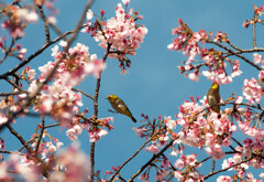 ヒガン桜とメジロ/私的花・草木