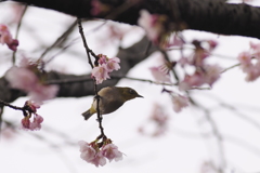 彼岸桜とメジロ/私的スケッチ