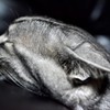 猫/ペッタンコ！