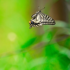飛ぶアゲハ/(新)花・草木+α