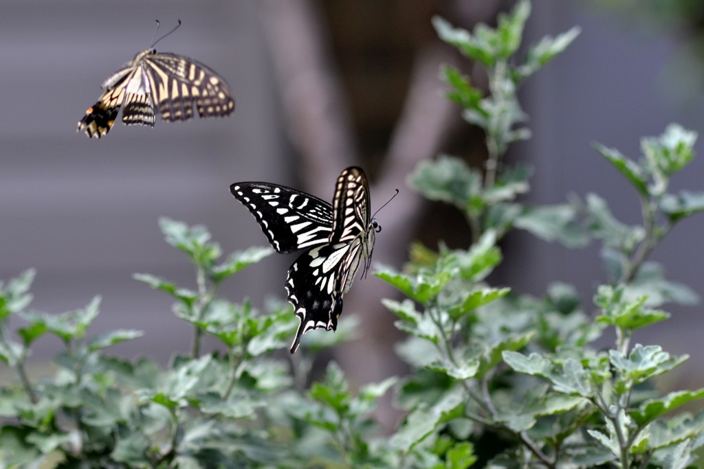 在庫処理・５　飛ぶアゲハ/花・草木＋α