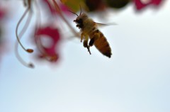 頭上のハチ　２題②/花・草木＋α