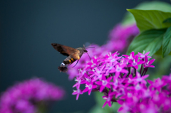 ホウジャク‣１/◆新・花・草木+α