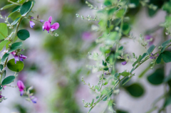 写真句/私的花・草木