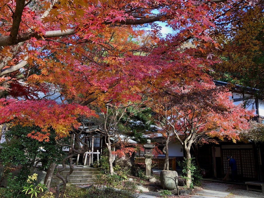 鎌倉の紅葉 /iphoneスケッチ・63