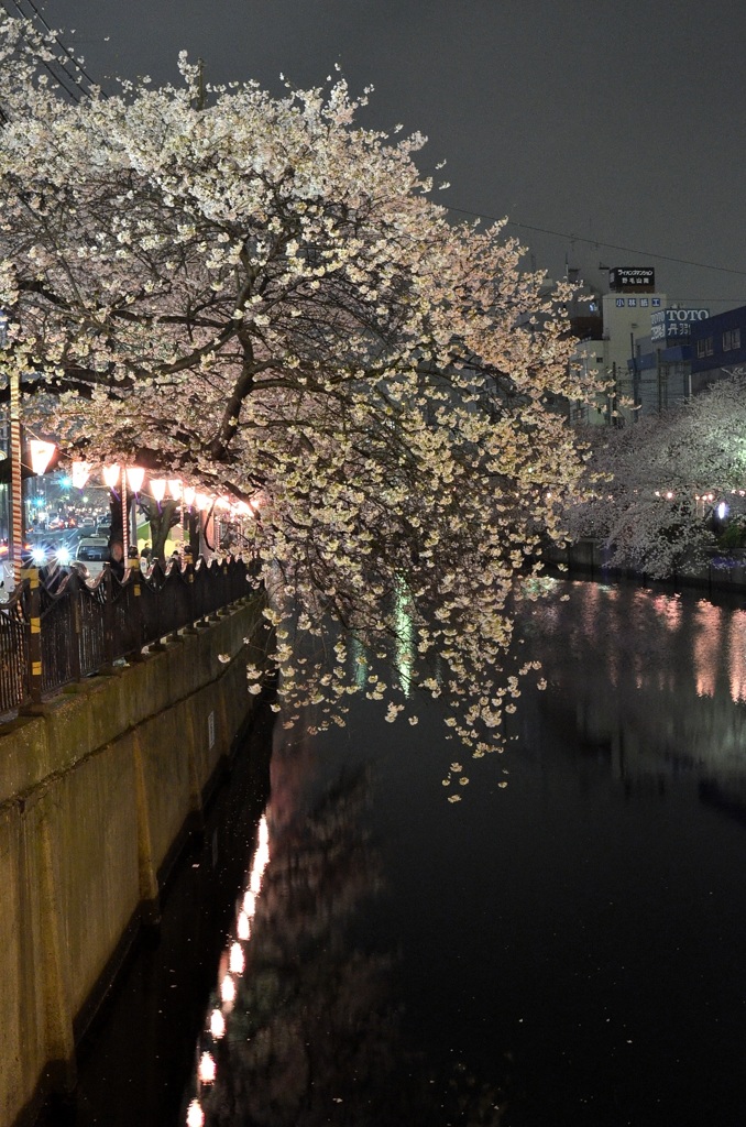 横浜大岡川沿いの夜桜　２題②