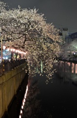 横浜大岡川沿いの夜桜　２題②