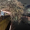 横浜大岡川沿いの夜桜　２題②