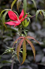 花・草木