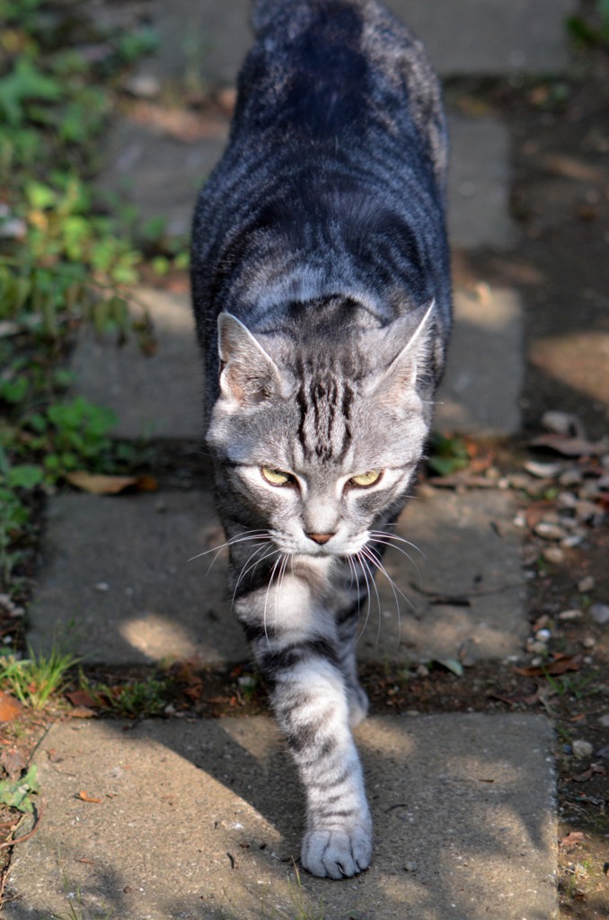 名前が一緒なんですけど…/猫