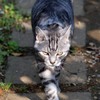 名前が一緒なんですけど…/猫