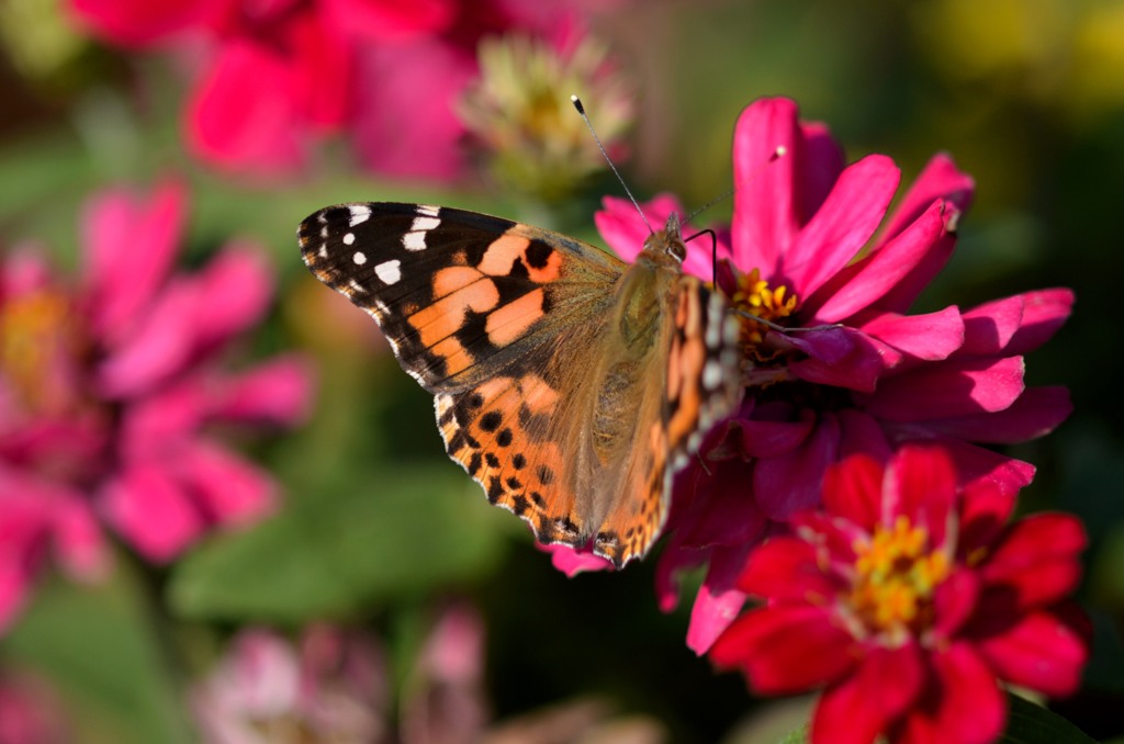 ◆ヒメアカタテハ/花・草木＋α