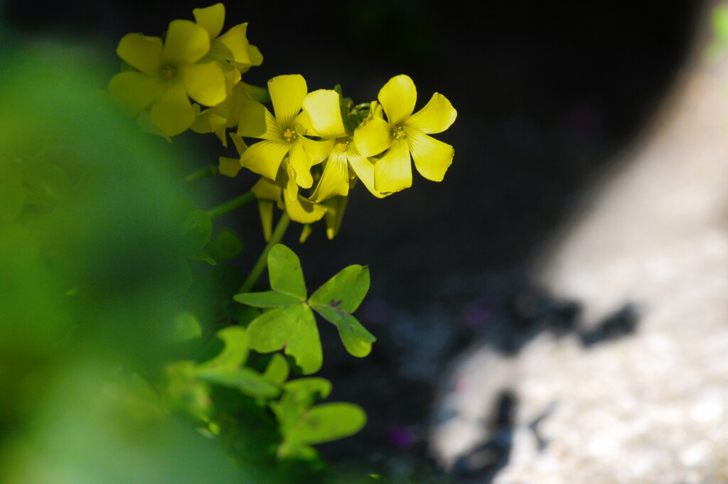 道端の花