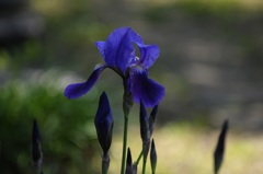 花３題の２/私的花・草木