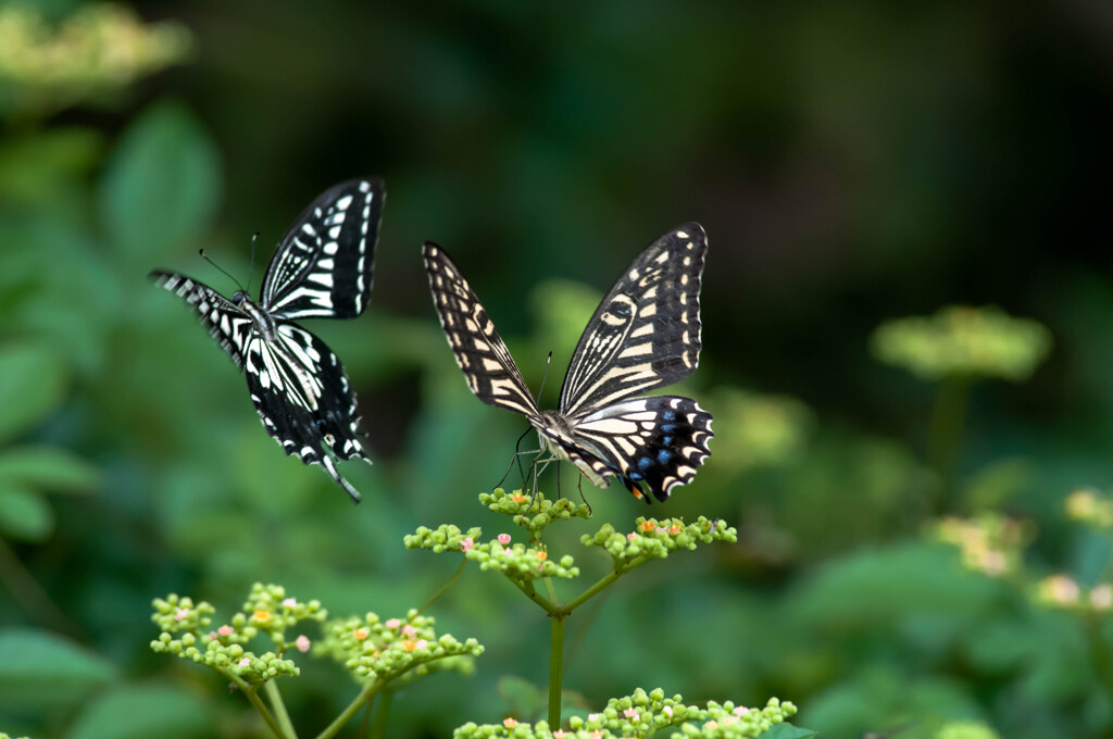 二頭のアゲハ・１