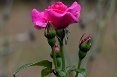 花・草木/バラ