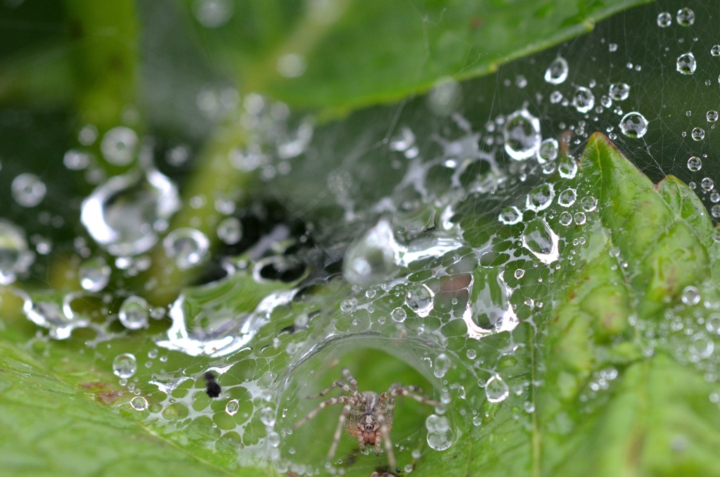 水の館だね！/花・草木＋α