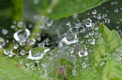 水の館だね！/花・草木＋α