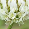 清楚に華やぐ。。。