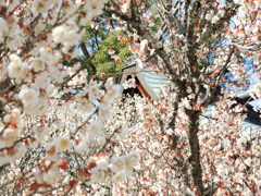 梅の花とお社