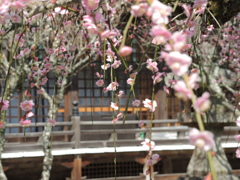 梅の花とお社