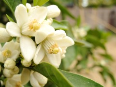 みかんの花