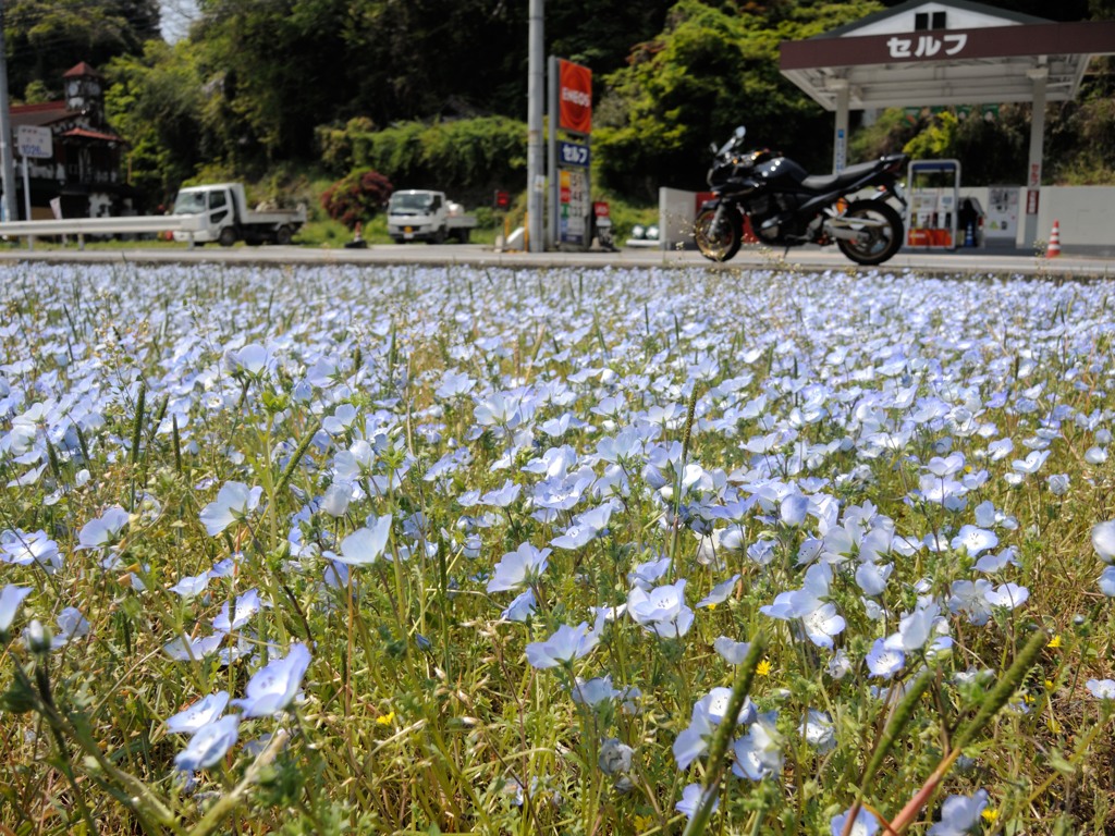 花畑