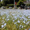 花畑