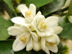 みかんの花