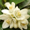 みかんの花