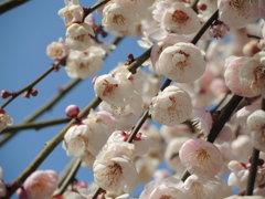 梅の花