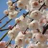 梅の花