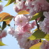 道路脇の八重桜３