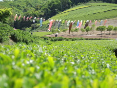 茶園を泳ぐ鯉のぼり