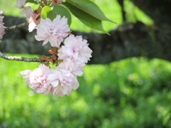 道路脇の八重桜２
