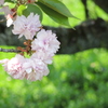 道路脇の八重桜２