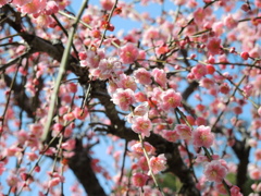 梅の花