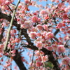 梅の花