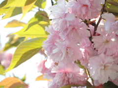 道路脇の八重桜１