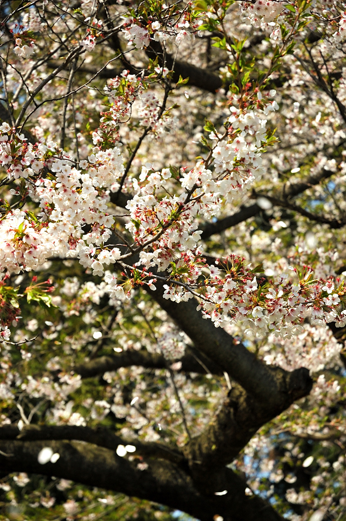 桜