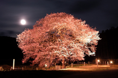 夜桜