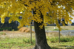 写真句：カラフル写ん歩２：銀杏